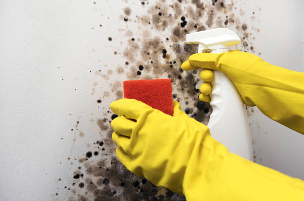 Best Professional Mold Removal  in Waldo, FL