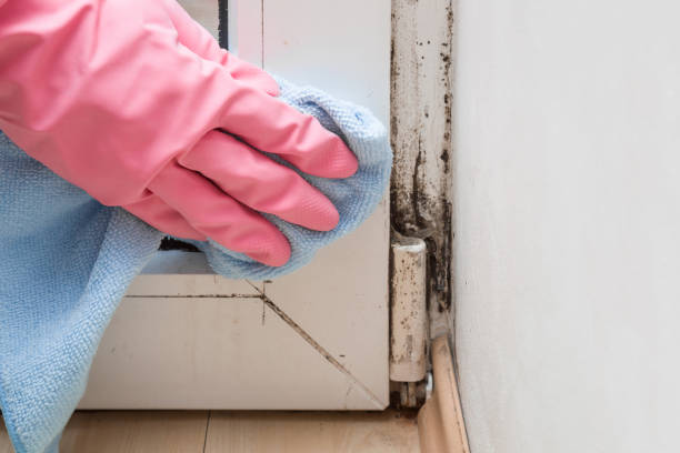 Best Commercial Mold Removal  in Waldo, FL